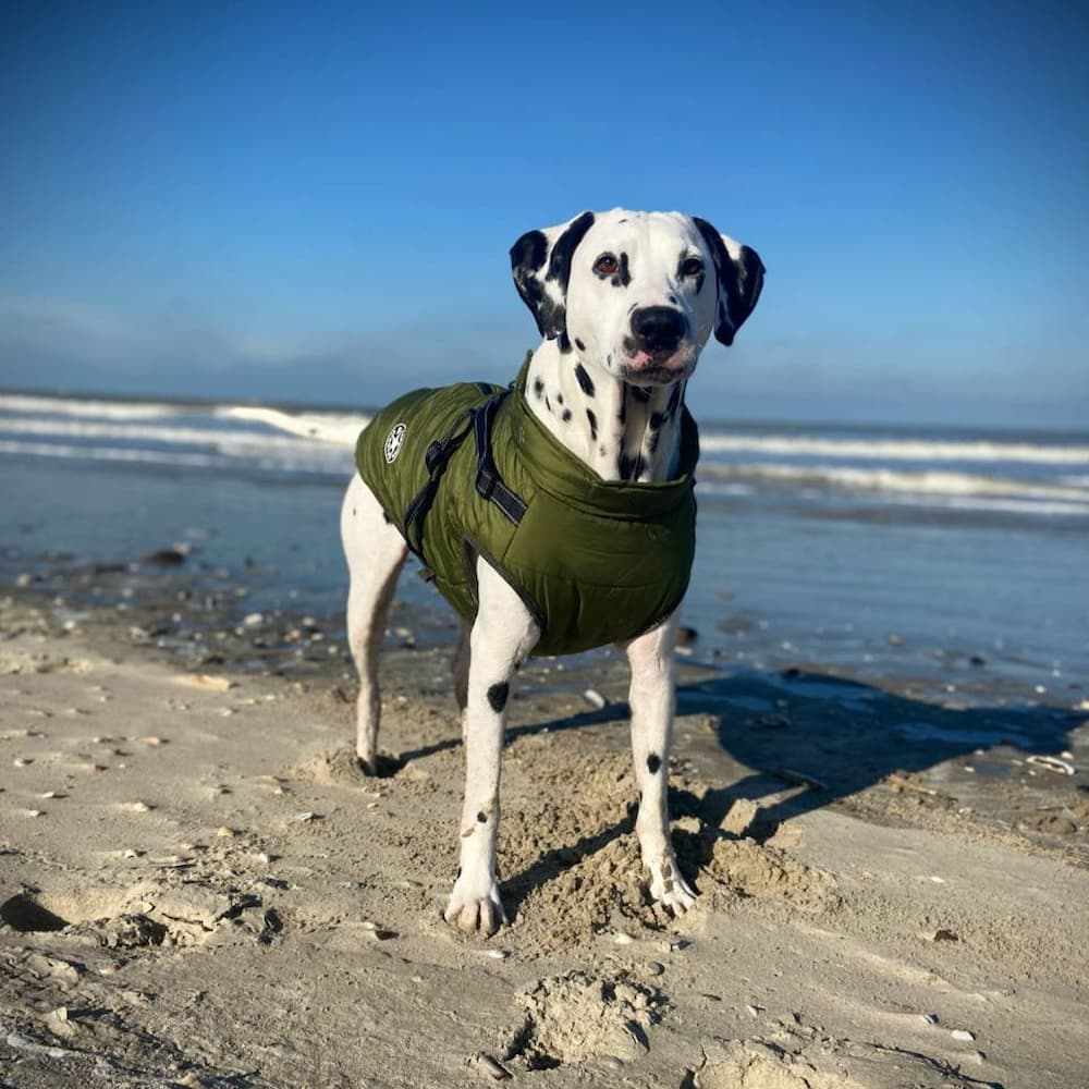 Parka Impermeable Para Perros - Protección y Estilo