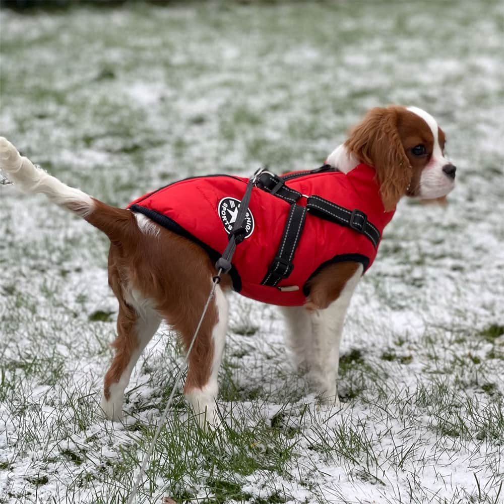 Parka Impermeable Para Perros - Protección y Estilo