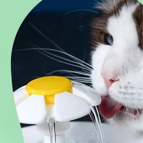 Fontaine À Eau Pour Chat — Hydratation Continue Et Eau Toujours Fraîche