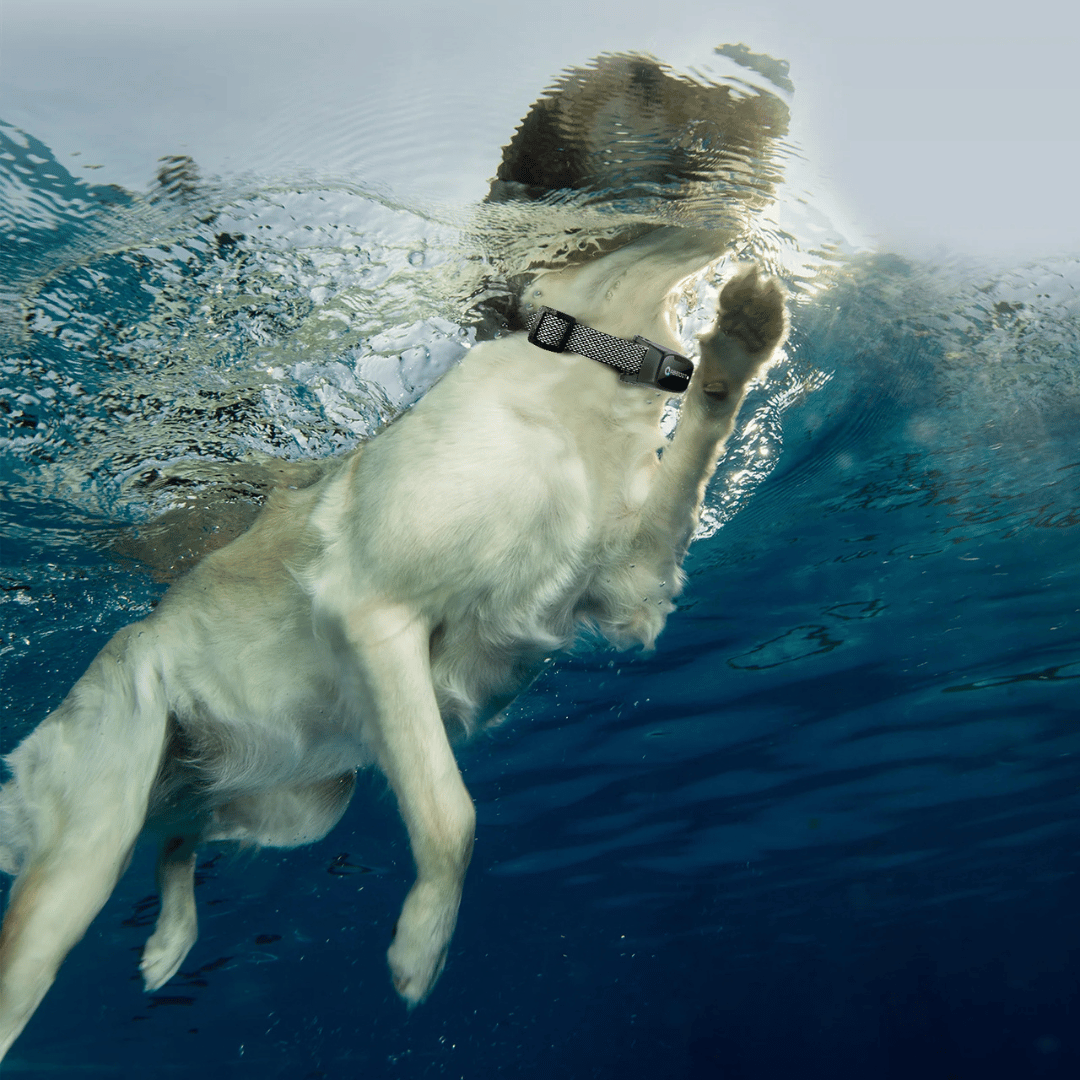 犬用しつけ用カラー – LEDリモコンと1000mの範囲 